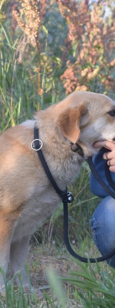 bonbonetti – Mischling, Weibchen, 6 Jahre – Foto 13