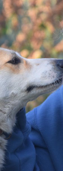bonbonetti – Mischling, Weibchen, 6 Jahre – Foto 14