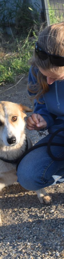 bonbonetti – Mischling, Weibchen, 6 Jahre – Foto 15
