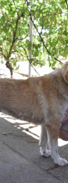 bonbonetti – Mischling, Weibchen, 6 Jahre – Foto 16
