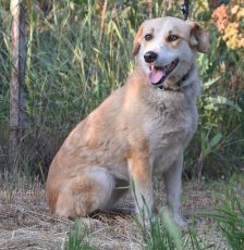 bonbonetti – Mischling, Weibchen, 6 Jahre – Foto 17