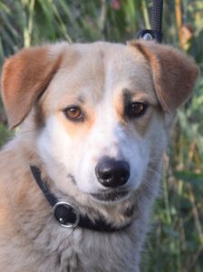 bonbonetti – Mischling, Weibchen, 6 Jahre – Foto 18