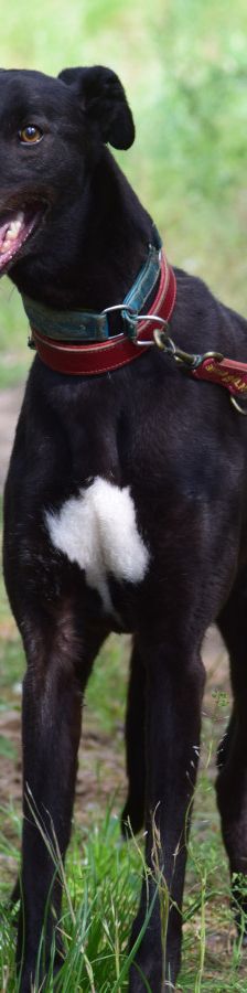 phönix – Mischling, Männchen, 2 Jahre, Ungarn – Foto 2