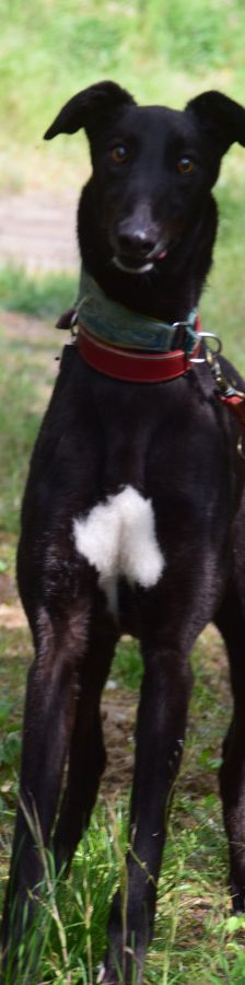 phönix – Mischling, Männchen, 2 Jahre, Ungarn – Foto 3