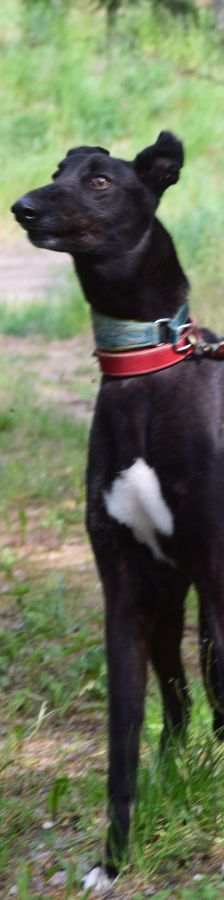 phönix – Mischling, Männchen, 2 Jahre, Ungarn – Foto 6