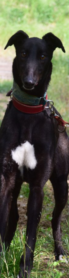 phönix – Mischling, Männchen, 2 Jahre, Ungarn – Foto 9
