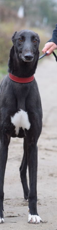 phönix – Mischling, Männchen, 2 Jahre, Ungarn – Foto 14