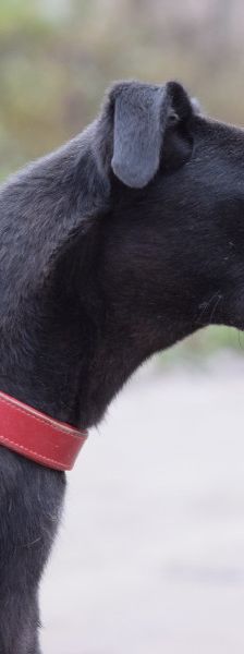 phönix – Mischling, Männchen, 2 Jahre, Ungarn – Foto 15