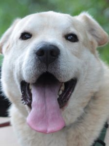 yukka – Mischling, Weibchen, 6 Jahre, Ungarn – Foto 1