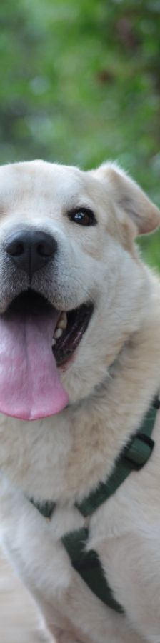 yukka – Mischling, Weibchen, 6 Jahre, Ungarn – Foto 3