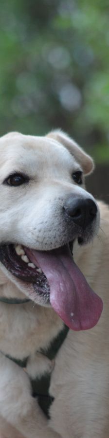 yukka – Mischling, Weibchen, 6 Jahre, Ungarn – Foto 6