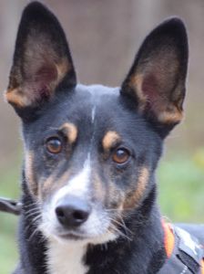 zero – Hund, Männchen, 8 Jahre, Ungarn – Foto 1
