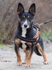 zero – Hund, Männchen, 8 Jahre, Ungarn – Foto 2