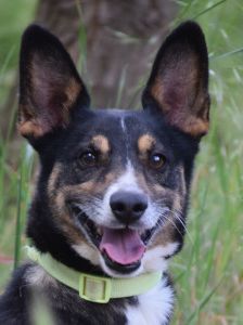 zero – Hund, Männchen, 8 Jahre, Ungarn – Foto 3