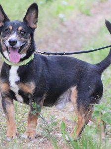 zero – Hund, Männchen, 8 Jahre, Ungarn – Foto 4