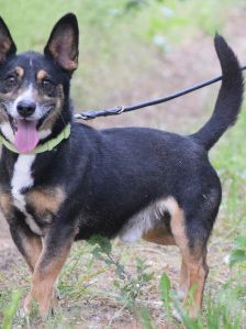 zero – Hund, Männchen, 8 Jahre, Ungarn – Foto 5