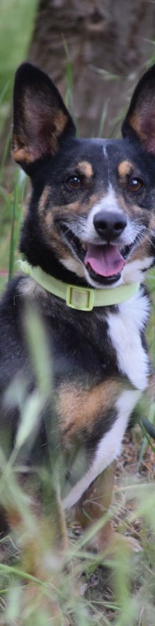 zero – Hund, Männchen, 8 Jahre, Ungarn – Foto 6