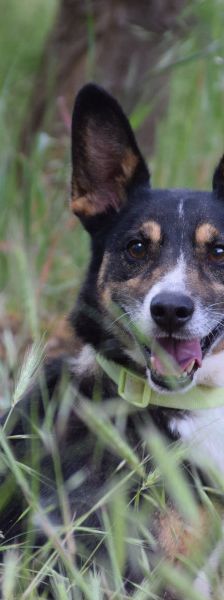 zero – Hund, Männchen, 8 Jahre, Ungarn – Foto 7