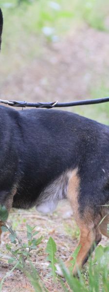 zero – Hund, Männchen, 8 Jahre, Ungarn – Foto 8
