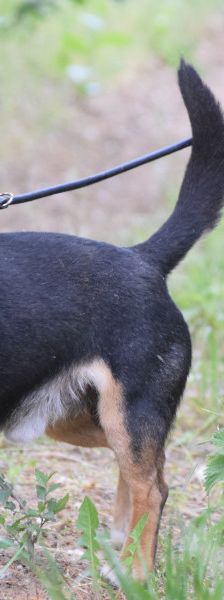 zero – Hund, Männchen, 8 Jahre, Ungarn – Foto 9