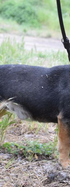 zero – Hund, Männchen, 8 Jahre, Ungarn – Foto 10