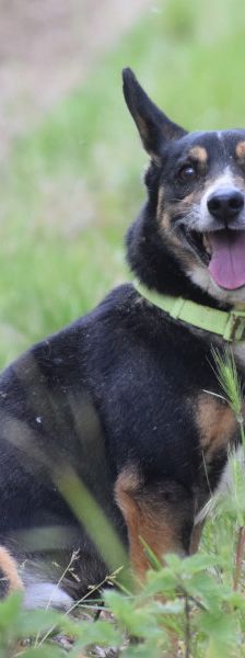 zero – Hund, Männchen, 8 Jahre, Ungarn – Foto 11