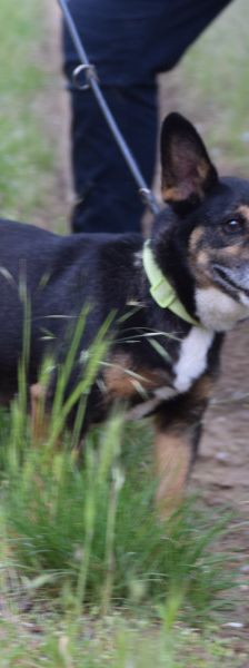 zero – Hund, Männchen, 8 Jahre, Ungarn – Foto 12