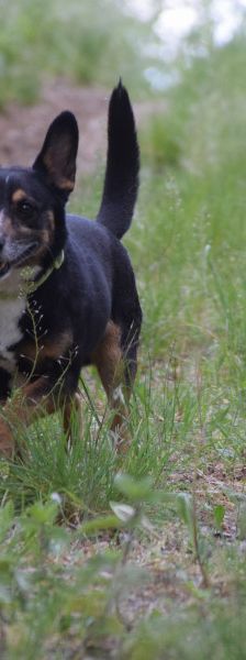 zero – Hund, Männchen, 8 Jahre, Ungarn – Foto 13
