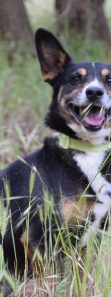 zero – Hund, Männchen, 8 Jahre, Ungarn – Foto 14