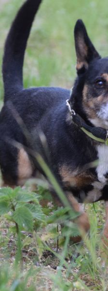 zero – Hund, Männchen, 8 Jahre, Ungarn – Foto 15