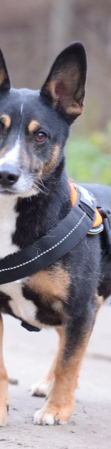 zero – Hund, Männchen, 8 Jahre, Ungarn – Foto 16
