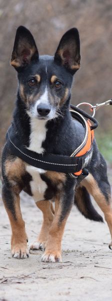 zero – Hund, Männchen, 8 Jahre, Ungarn – Foto 17