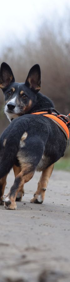 zero – Hund, Männchen, 8 Jahre, Ungarn – Foto 18