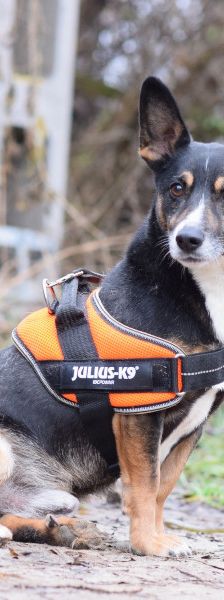 zero – Hund, Männchen, 8 Jahre, Ungarn – Foto 19
