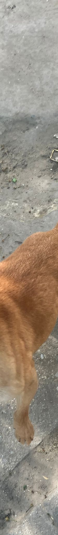 dino – Mischling, Männchen, 14 Jahre, Ungarn – Foto 1