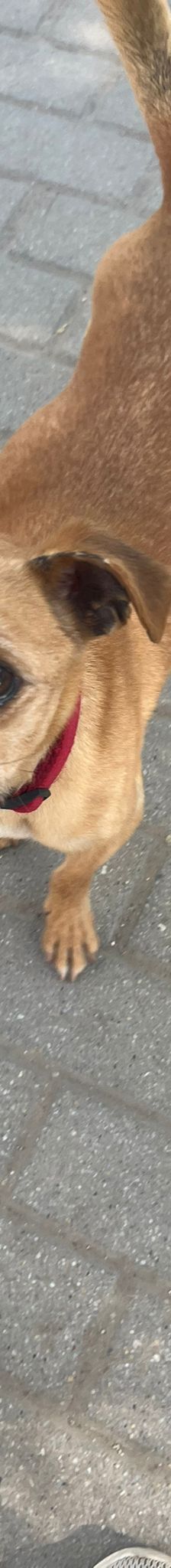 dino – Mischling, Männchen, 14 Jahre, Ungarn – Foto 2