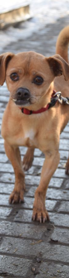 dino – Mischling, Männchen, 14 Jahre, Ungarn – Foto 3