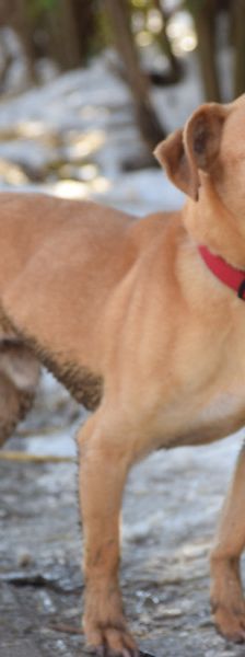 dino – Mischling, Männchen, 14 Jahre, Ungarn – Foto 4