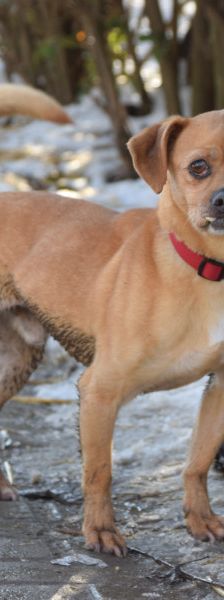 dino – Mischling, Männchen, 14 Jahre, Ungarn – Foto 6