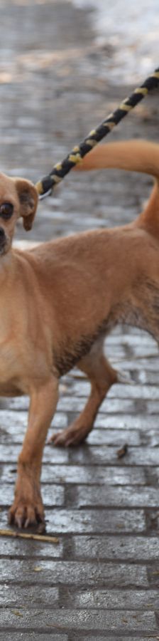 dino – Mischling, Männchen, 14 Jahre, Ungarn – Foto 7
