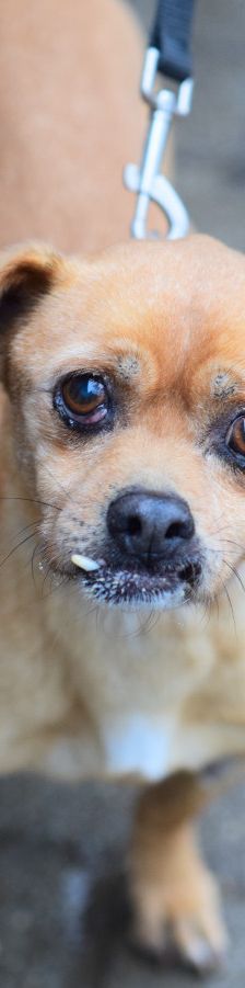 dino – Mischling, Männchen, 14 Jahre, Ungarn – Foto 8