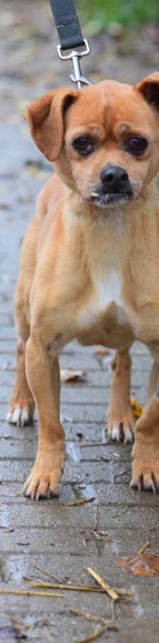 dino – Mischling, Männchen, 14 Jahre, Ungarn – Foto 9