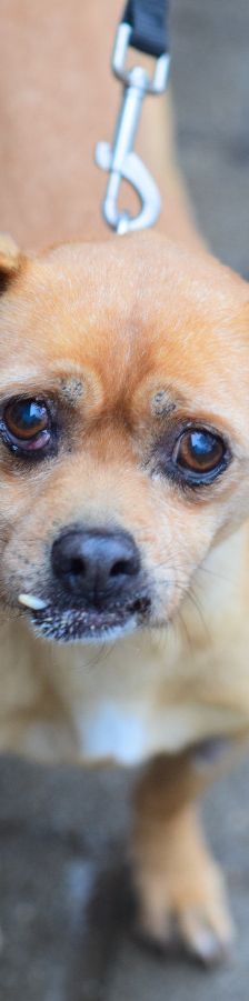 dino – Mischling, Männchen, 14 Jahre, Ungarn – Foto 10