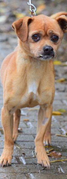 dino – Mischling, Männchen, 14 Jahre, Ungarn – Foto 11