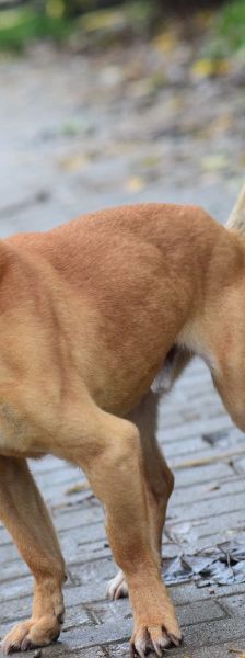 dino – Mischling, Männchen, 14 Jahre, Ungarn – Foto 12