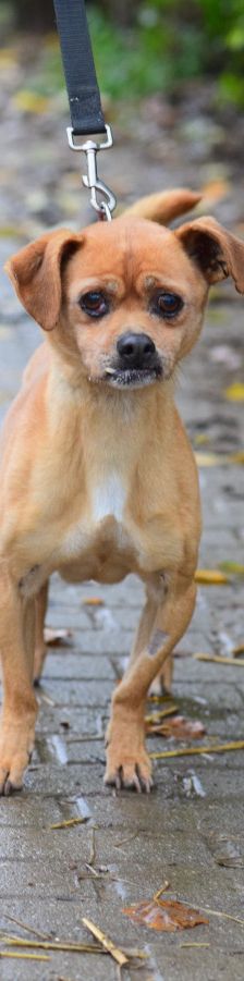 dino – Mischling, Männchen, 14 Jahre, Ungarn – Foto 13