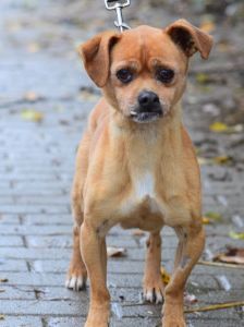 dino – Mischling, Männchen, 14 Jahre, Ungarn – Foto 15