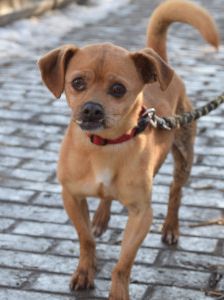 dino – Mischling, Männchen, 14 Jahre, Ungarn – Foto 16