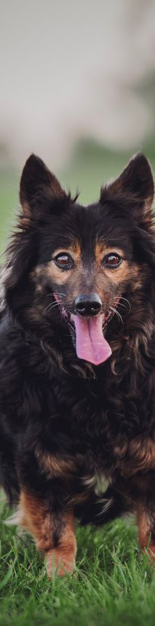 stella – Mischling, Weibchen, 15 Jahre – Foto 2