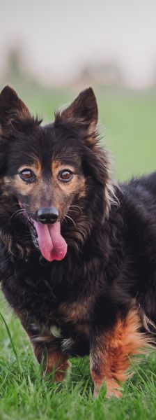 stella – Mischling, Weibchen, 15 Jahre – Foto 3